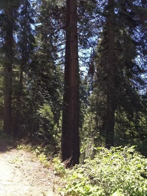 54608 Alder Dr, Sequoia Crest, CA 93265 photo 5