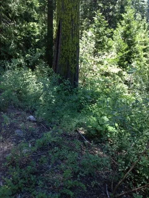 54608 Alder Dr, Sequoia Crest, CA 93265 photo 1