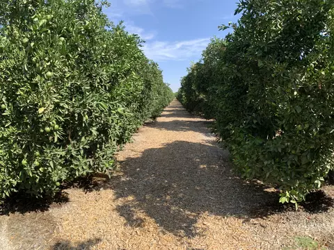 26646 Rd 176, Exeter, CA 93221 photo 10