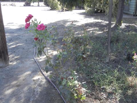 20167 Avenue 260, Exeter, CA 93221 photo 8
