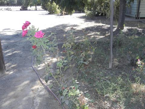 20167 Avenue 260, Exeter, CA 93221 photo 12