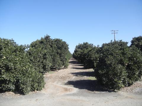 20167 Avenue 260, Exeter, CA 93221 photo 3