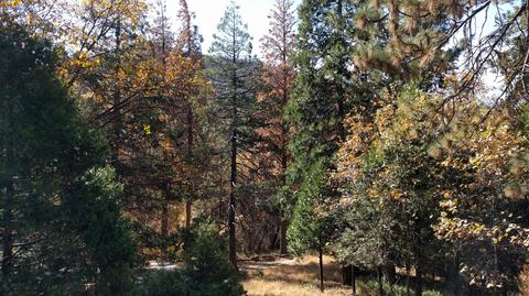 1171 Bourbon Dr, Camp Nelson, CA 93208 photo 29