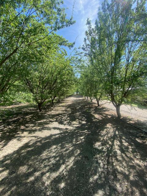 14468 16th Ave, Lemoore, CA 93245 photo 53