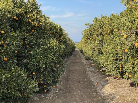 28253 Road 210, Exeter, CA 93221 photo 2