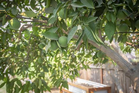 1421 Betsy Pl, Exeter, CA 93221 photo 23