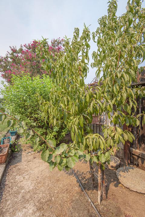 1421 Betsy Pl, Exeter, CA 93221 photo 24