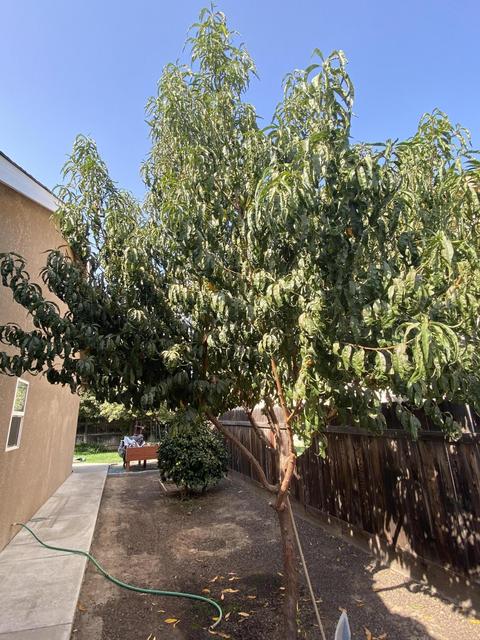 644 Richmond Ct, Exeter, CA 93221 photo 53