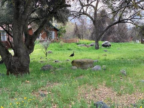 44291 N Fork Dr, Three Rivers, CA 93271 photo 69