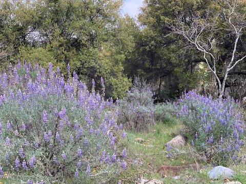 44291 N Fork Dr, Three Rivers, CA 93271 photo 71