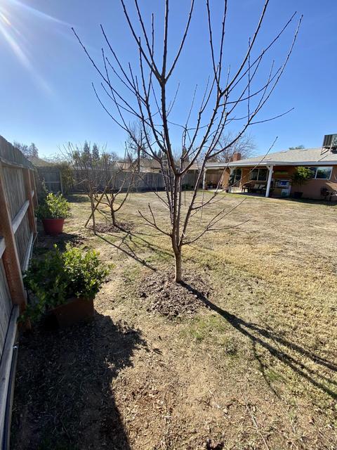 513 Albert Ave, Exeter, CA 93221 photo 39