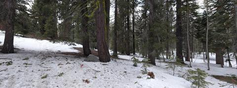 57451 Snow Flake Dr, Ponderosa, CA 93265 photo 5