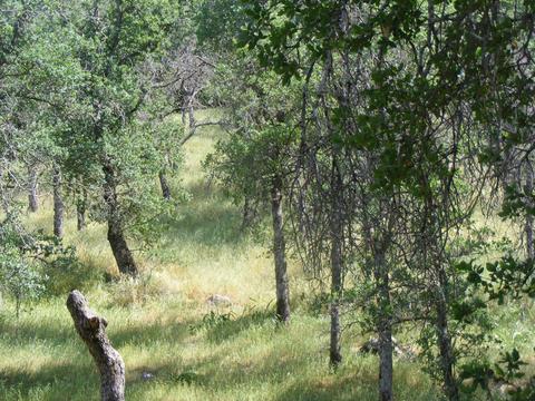 42504 Sierra Dr, Three Rivers, CA 93271 photo 55