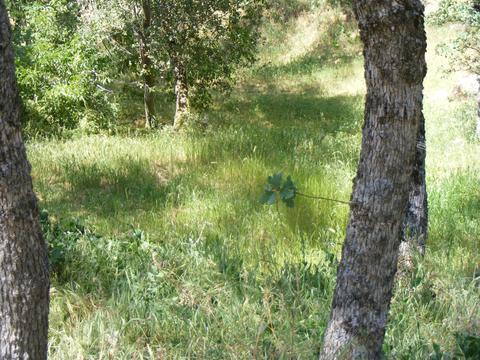 42504 Sierra Dr, Three Rivers, CA 93271 photo 49