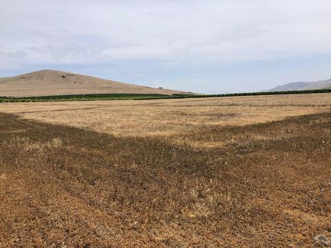 20220 Road 256, Strathmore, CA 93267 photo 3