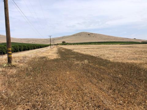 20220 Road 256, Strathmore, CA 93267 photo 5