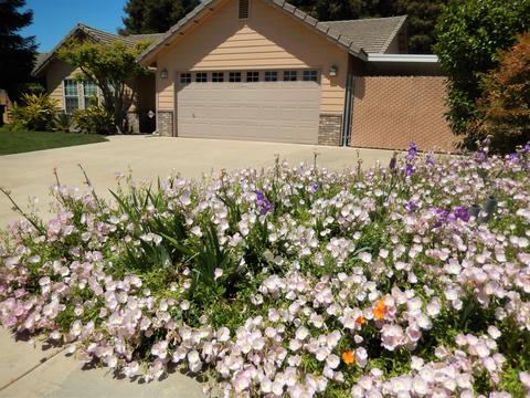 3926 E Auburn Dr, Visalia, CA 93292 photo 39