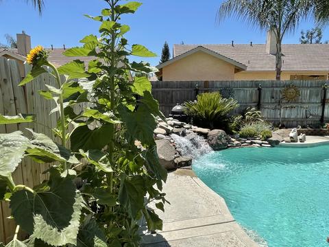 907 E Chestnut Ct, Visalia, CA 93292 photo 42