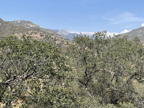 46685 Sycamore #B, Three Rivers, CA 93271 photo 20