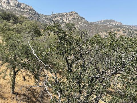 46685 Sycamore #B, Three Rivers, CA 93271 photo 24
