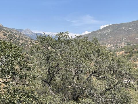 46685 Sycamore #B, Three Rivers, CA 93271 photo 21