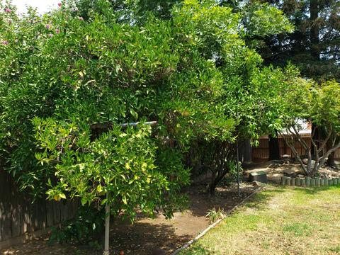 836 Post St, Sanger, CA 93657 photo 24