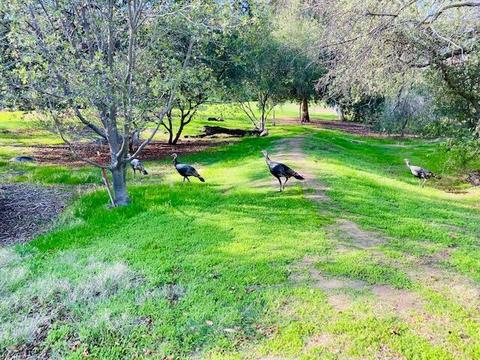 40738 Crystal Dr, Three Rivers, CA 93271 photo 39