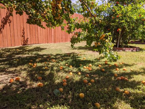 707 E Olive Ave, Tipton, CA 93272 photo 23