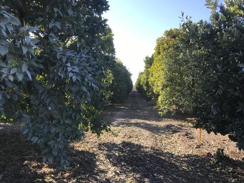 2525 N Filbert Rd, Exeter, CA 93221 photo 52