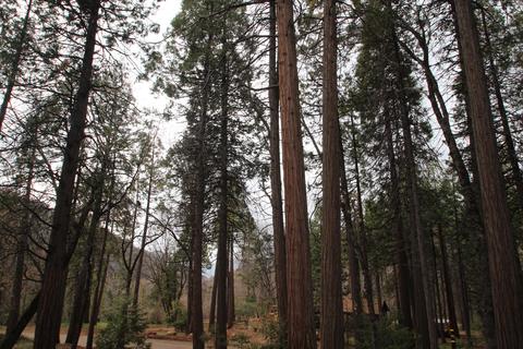 1804 Coy Flat Dr, Camp Nelson, CA 93208 photo 19