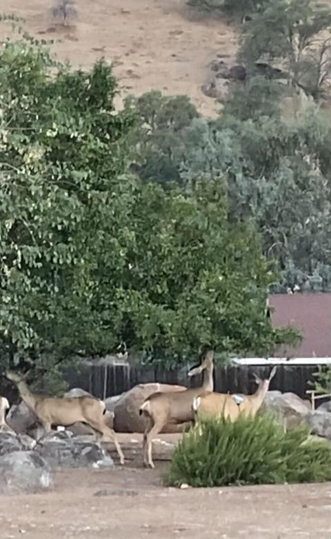 16357 Goat Ranch Rd, Springville, CA 93265 photo 42
