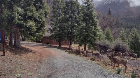 1373 Bourbon Dr, Springville, CA 93265 photo 3