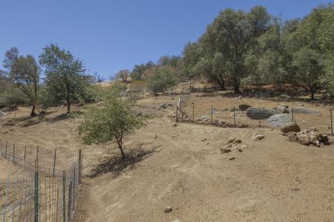 43176 Bryson Rd, Squaw Valley, CA 93675 photo 78