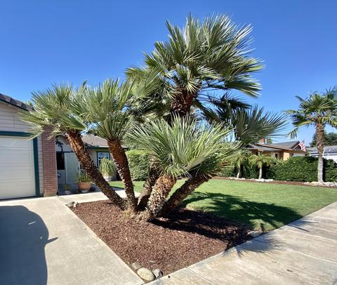 627 Birdsong Ct, Exeter, CA 93221 photo 3