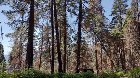 54864 Alder Dr, Sequoia Crest, CA 93265 photo 7