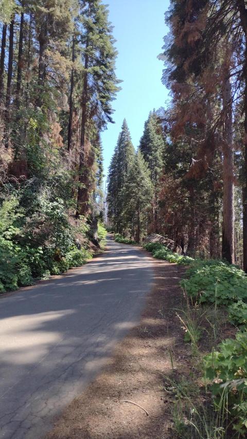 54864 Alder Dr, Sequoia Crest, CA 93265 photo 9