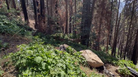 54864 Alder Dr, Sequoia Crest, CA 93265 photo 1