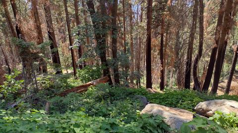54864 Alder Dr, Sequoia Crest, CA 93265 photo 2