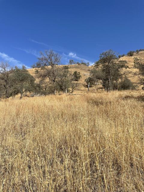 42208 Corral Dr, Three Rivers, CA 93271