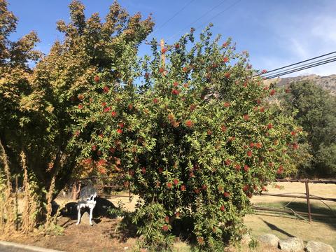 43041 N North Fork Dr, Three Rivers, CA 93271 photo 5