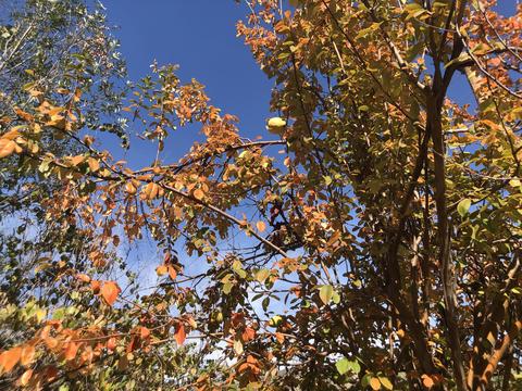 43041 N North Fork Dr, Three Rivers, CA 93271 photo 18