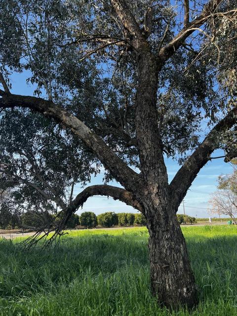 22070 Ave 312, Exeter, CA 93221 photo 34