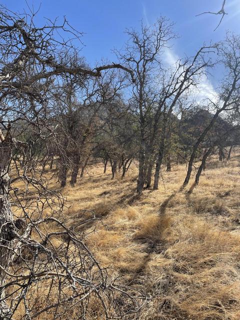 42030 Black Oak Dr, Three Rivers, CA 93271