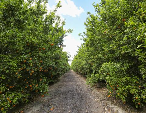 Road 176, Exeter, CA 93221 photo 3