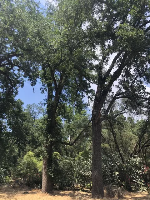 43813 S South Fork Dr, Three Rivers, CA 93271 photo 36