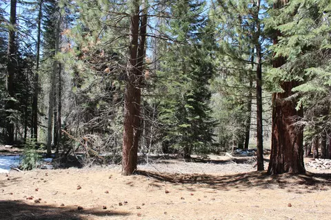 57765 Fox Dr, Ponderosa, CA 93265