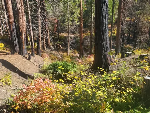 Balch Park Rd, Springville, CA 93265 photo 2