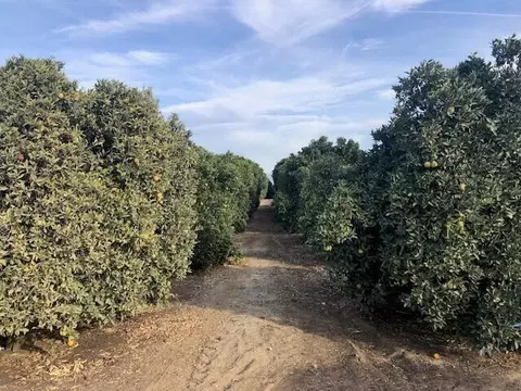 Road 252/ave 88, Terra Bella, CA 93270 photo 8