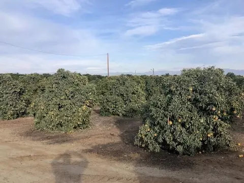 Road 252/ave 88, Terra Bella, CA 93270 photo 6
