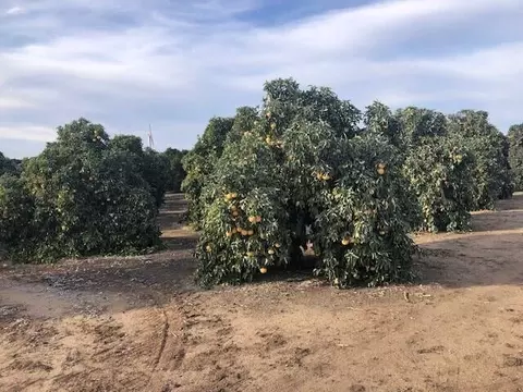 Road 252/ave 88, Terra Bella, CA 93270